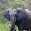 067 LOANGO 2 Akaka Riviere Rembo Ngove Nord Berge et Mammalia Proboscidea Elephant Loxodonta africana cyclotis 15E5K3IMG_106915wtmk.jpg